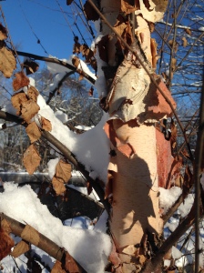 birch in snow